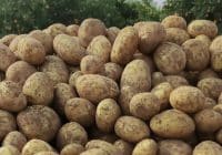 آغاز خرید تضمینی سیب‌زمینی برای جلوگیری از زیان کشاورزان